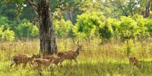Bardia National Park Tour - 4 Days