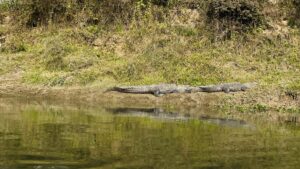 Chitwan National Park Tour – 4 Days