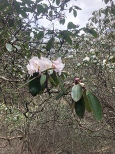 Dhaulagiri Base Camp Trek – 17 Days