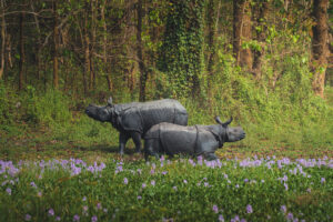 Chitwan National Park Tour – 4 Days