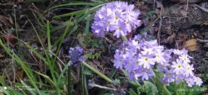 Arun Valley Trek – 12 Days